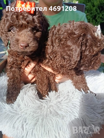 Пудел мини шоколад, снимка 13 - Пудели - 52889210