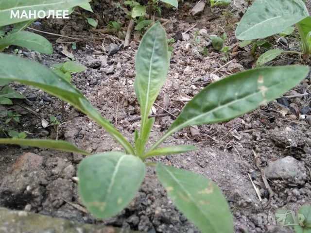 🌼🎁💐Вечерна иглика💐🎁🪷, снимка 3 - Градински цветя и растения - 53078698