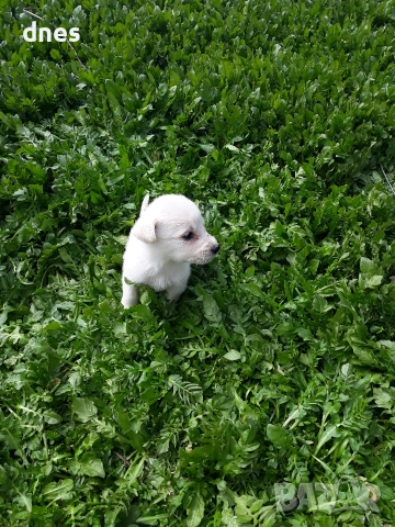 Подарявам кученца, снимка 3 - Други - 53763354