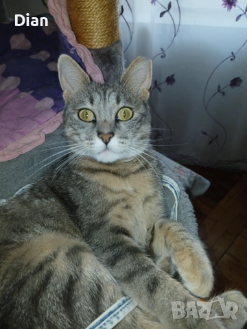 Подарявам котка, Синьо Таби, женска, кастрирана , снимка 4 - Други - 52177916