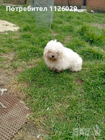 Малтийски болонки женски, снимка 2 - Болонка - 53719014