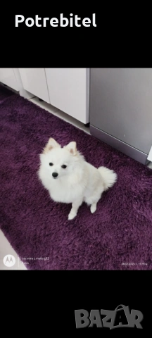 Померан мини шпиц, снимка 2 - Померан - 53635556