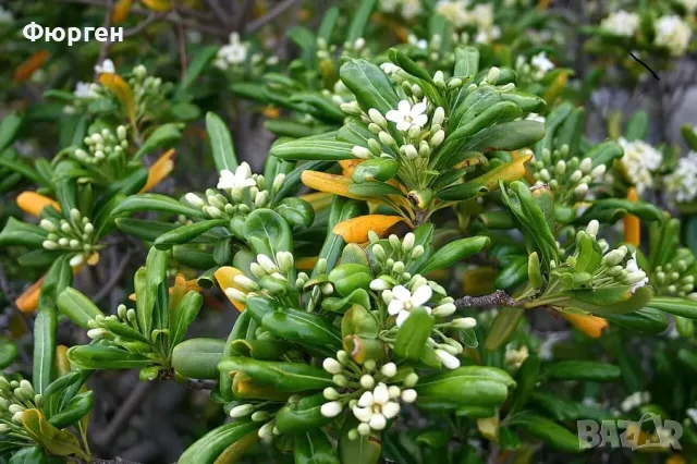 Питоспорум (Pittosporum) – Вечнозелена елегантност и неповторим аромат, снимка 3 - Разсади - 56240218
