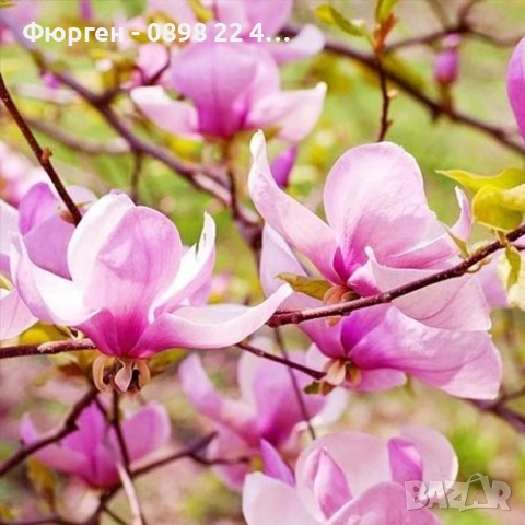 Магнолия Джордж Хенри Керн, снимка 5 - Разсади - 43794643