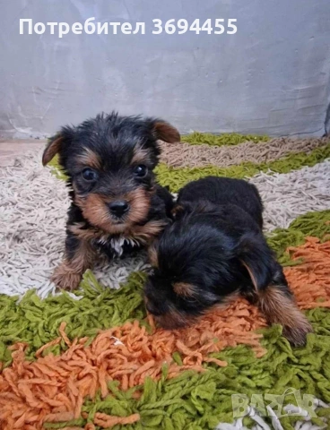 мини йоркширски териер, снимка 2 - Йоркширски териер - 53294159