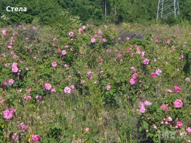 Насаждения маслодайна роза 65 дка с техника /готов бизнес /