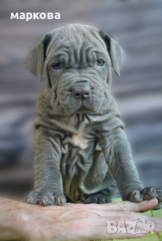 неаполитански мастиф по поръчка