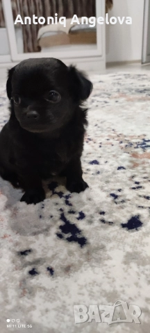 две момиченца , снимка 5 - Чихуахуа - 52869346