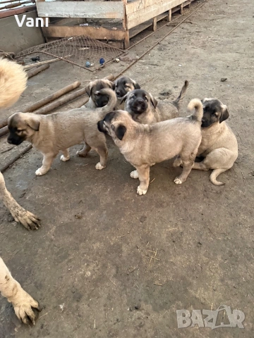 Кангалчета чистокръвни , снимка 4 - Кангал - 53735643