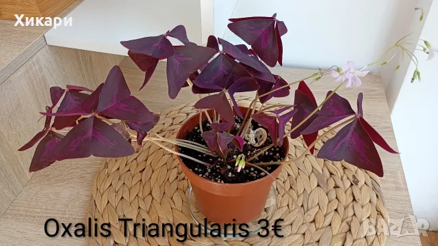 Оксалис Oxalis Triangularis , снимка 2 - Стайни растения - 55161287