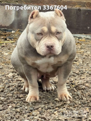 Американско були покет 