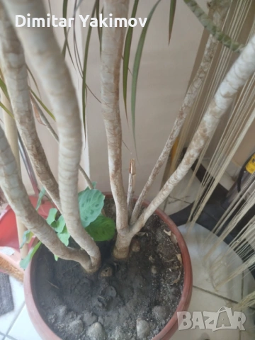 Продавам Драцена "Маргината", снимка 3 - Стайни растения - 53250145