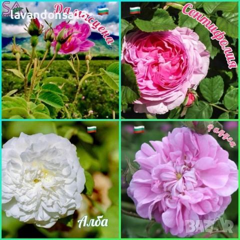 Разсад Лавандула Севтополис, Лавандин и Маслодайна Роза | Директно от производител, снимка 8 - Разсади - 30787134