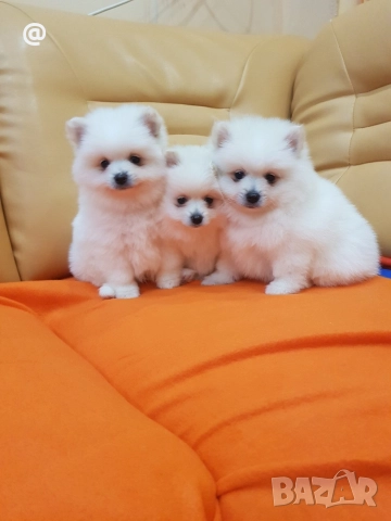 Померан померанчета Гр. София, снимка 4 - Померан - 52775782