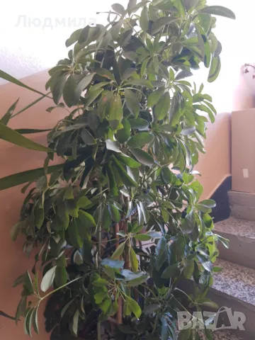 Мушкато,дърво на живота,Шефлера  и др.растения готови за декорация и подарък, снимка 2 - Декорация за дома - 48567968