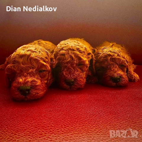 Той пудел родословни, снимка 3 - Пудели - 53541703