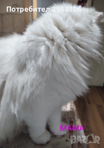 персийска чинчила, снежно бяла, 5 мес., снимка 12 - Британска късокосместа - 50837290