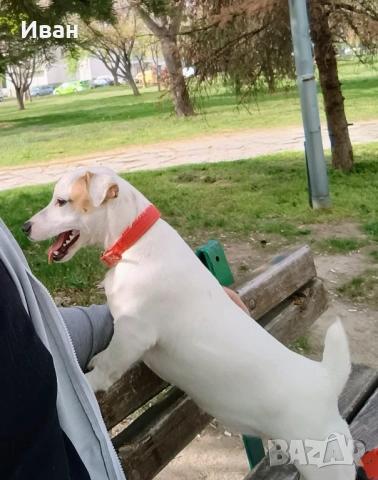 Джак Ръсел териер, снимка 5 - Джак ръсел териер - 53046346