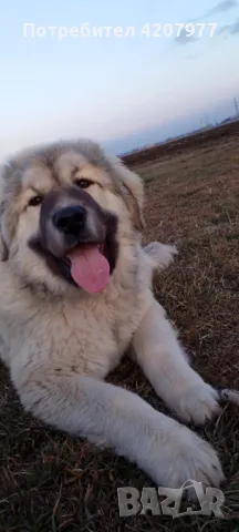 Кавказки овчарки , снимка 8 - Кавказка овчарка - 46973377