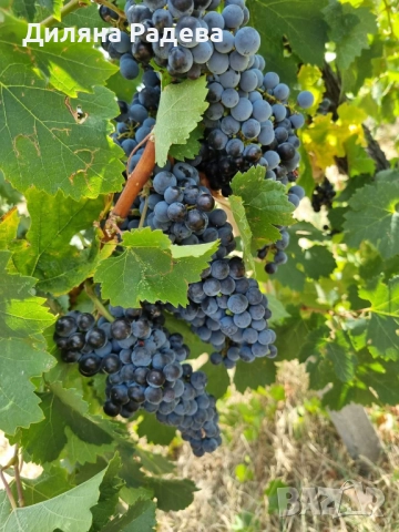 Грозде сорт: МЕРЛО, снимка 1