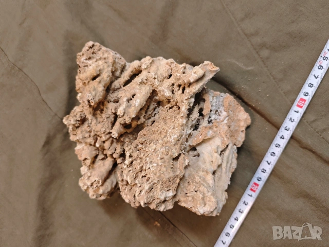 стар корал, снимка 6 - Други ценни предмети - 53748378