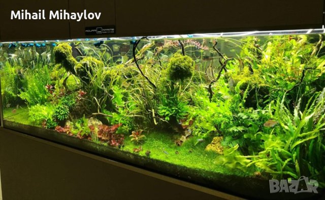 Изработвам сладководни аквариуми по желание и размер на клиента, снимка 10 - Аквариуми - 42346723