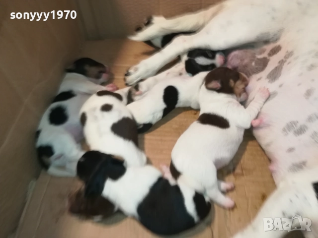 ДЖАК РЪСЕЛ-СЛАДКИ КУЧЕНЦА 2308251435, снимка 16 - Джак ръсел териер - 51464138