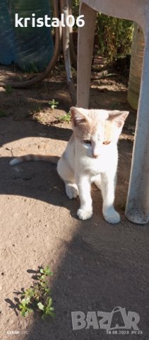 Малки котета , снимка 4 - Други - 41986649