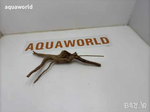 Корен Азалия 19