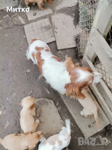 Кокер шпаньол, снимка 6 - Шпаньоли - 52671231