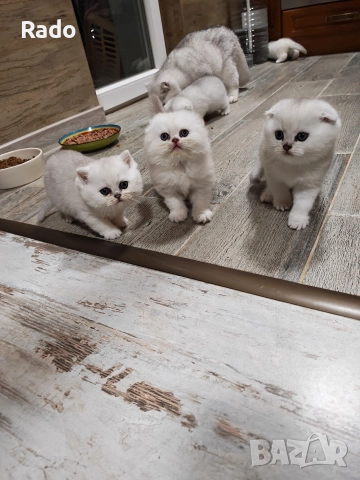 Клепоухи и правоухи сребърни чинчили , снимка 6 - Чинчили - 52890502