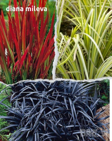 Промо пакет Декоративни треви - Императа Ред Барон, Акорус и черен Офиопогон!!, снимка 1