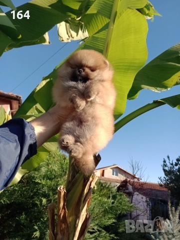 Мъжки Померан на 3 месеца . , снимка 12 - Померан - 52745286