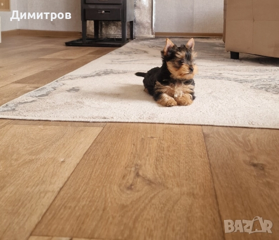 продавам мини Йоркширски териер ваксинирани и обеспаразитени , снимка 8 - Йоркширски териер - 52714431