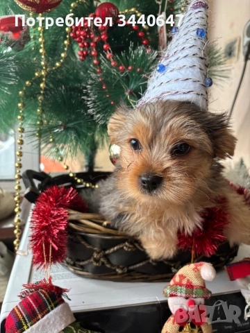 Мъжко йорки 