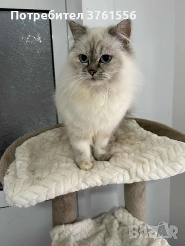 Персийско женско коте , снимка 9 - Персийска - 53438324