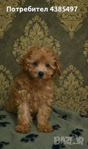 Кученца Пудел мъжко