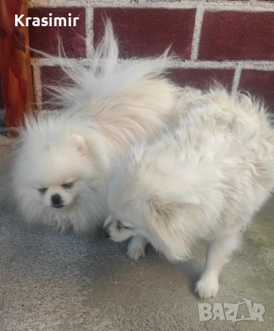 Померан , снимка 3 - Шпиц - 53792505