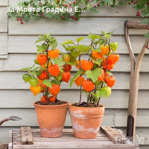 Физалис , снимка 7 - Градински цветя и растения - 53634737