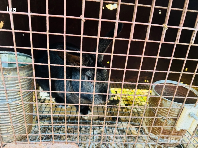 Продавам зайци на 6 месеца, снимка 4 - Други - 53056162