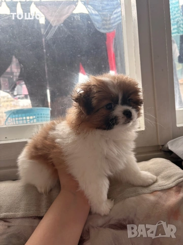 Пумеран -хин, снимка 4 - Померан - 53452093