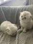 Шотландски и британски котета , снимка 7