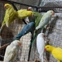 продавам папагали малак александар , снимка 4