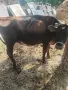 продавам крава Джерсеи , снимка 1
