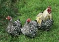 Кокошки - Уникална порода, снимка 1 - Кокошки и пуйки - 41950939