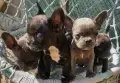 Френски. булдог , снимка 1