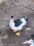 Неми патици юрдечки. , снимка 2