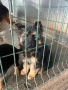 Продавам Немски Овчарки, снимка 8