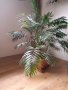 Палма, снимка 1 - Стайни растения - 39413819
