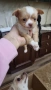 Чихуахуа мъжко Вече на 40-дни, снимка 4